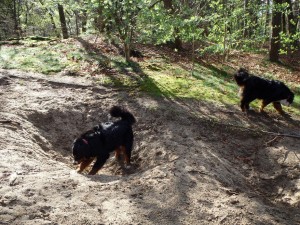 spelen in het bos