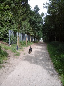 Lekker wandelen in bos Nimmerdor..