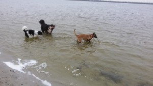 Lekker na het hondestrand...