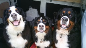 Ronja, Cindy en Emelie na een mooie wandeling op het Erkemeder Hondestrand ???