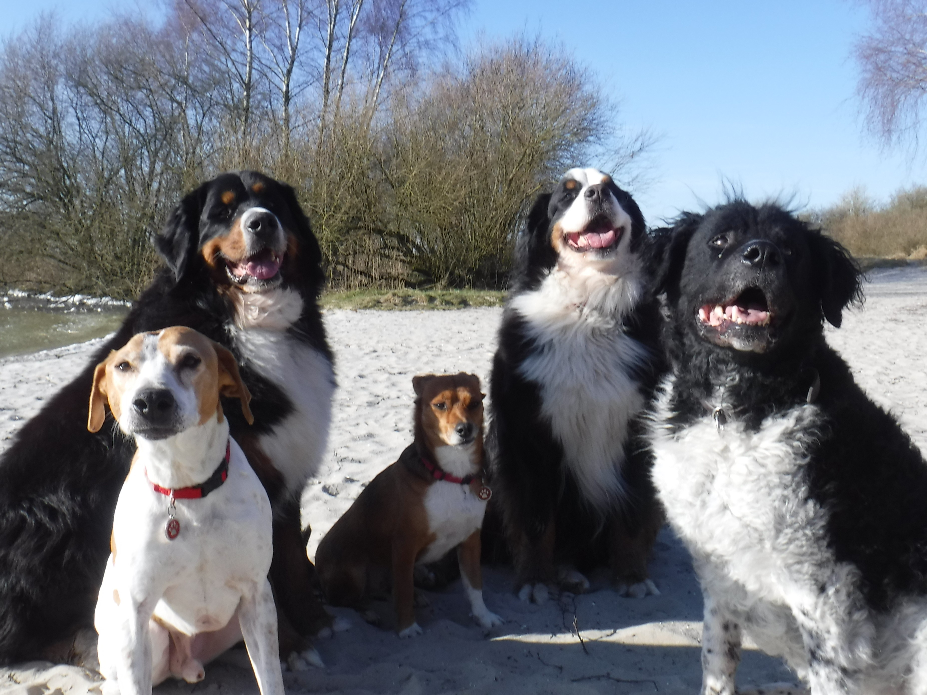 Jubileumswandeling 5 jaar HUS BERNERTJE @ Soesterduinen | Soest | Utrecht | Nederland