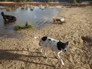 Uitje na de duinen, de logees mogen natuurlijk ook mee..