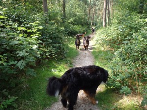 Allemaal achter elkaar lopend in het bos...