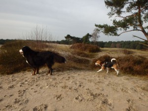 Lekker wandelen met de groep in de duinen... Bobby geniet enorm van de Soesterduinen waar ie lekker kan rennen en snuffelen..